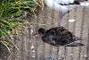 ueno_zoo_3068_mini.jpg
