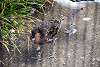 ueno_zoo_3070_mini.jpg