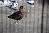 ueno_zoo_3075_mini.jpg
