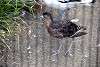 ueno_zoo_3077_mini.jpg