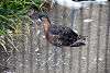 ueno_zoo_3078_mini.jpg