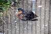 ueno_zoo_3080_mini.jpg