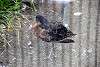 ueno_zoo_3081_mini.jpg