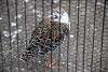 ueno_zoo_3082_mini.jpg