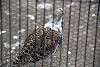ueno_zoo_3084_mini.jpg