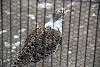 ueno_zoo_3085_mini.jpg