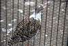 ueno_zoo_3086_mini.jpg