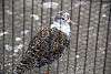 ueno_zoo_3087_mini.jpg