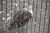 ueno_zoo_3088_mini.jpg