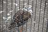 ueno_zoo_3089_mini.jpg