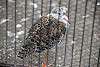 ueno_zoo_3090_mini.jpg
