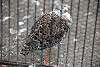 ueno_zoo_3091_mini.jpg