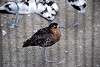 ueno_zoo_3094_mini.jpg