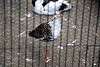 ueno_zoo_3101_mini.jpg
