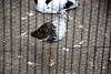 ueno_zoo_3102_mini.jpg