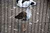 ueno_zoo_3103_mini.jpg
