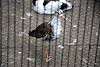 ueno_zoo_3104_mini.jpg