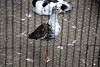 ueno_zoo_3105_mini.jpg