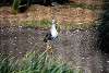 ueno_zoo_3109_mini.jpg