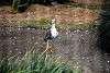 ueno_zoo_3110_mini.jpg