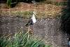 ueno_zoo_3111_mini.jpg