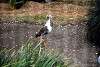 ueno_zoo_3112_mini.jpg