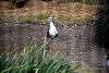 ueno_zoo_3114_mini.jpg
