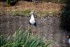 ueno_zoo_3115_mini.jpg