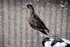ueno_zoo_3116_mini.jpg