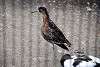 ueno_zoo_3117_mini.jpg