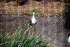ueno_zoo_3119_mini.jpg