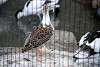 ueno_zoo_3120_mini.jpg