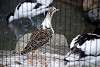 ueno_zoo_3121_mini.jpg