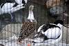 ueno_zoo_3122_mini.jpg