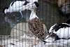 ueno_zoo_3124_mini.jpg
