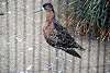 ueno_zoo_3126_mini.jpg