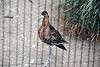 ueno_zoo_3127_mini.jpg