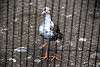 ueno_zoo_3128_mini.jpg