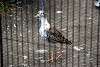 ueno_zoo_3133_mini.jpg