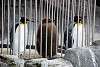 ueno_zoo_3134_mini.jpg
