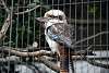 ueno_zoo_3138_mini.jpg