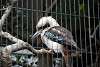 ueno_zoo_3140_mini.jpg