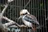 ueno_zoo_3142_mini.jpg