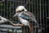 ueno_zoo_3143_mini.jpg