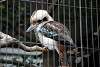 ueno_zoo_3144_mini.jpg