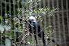 ueno_zoo_3145_mini.jpg
