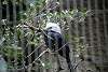 ueno_zoo_3147_mini.jpg