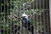 ueno_zoo_3148_mini.jpg