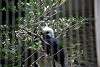 ueno_zoo_3149_mini.jpg