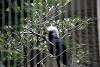 ueno_zoo_3150_mini.jpg